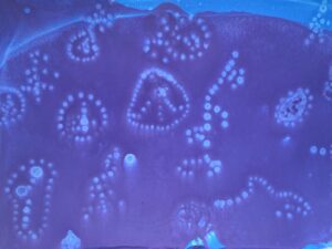 Underwater beings as rhythmic forms